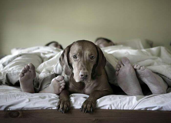 Significado de soñar con perro doberman