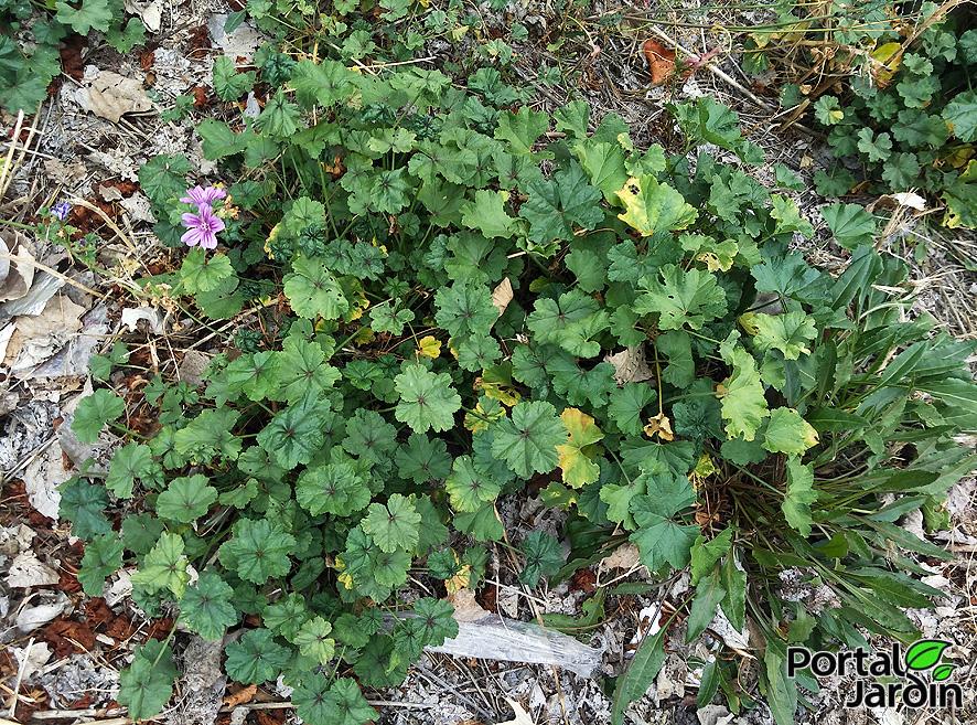 Propiedades de la malva - Portal Jardín