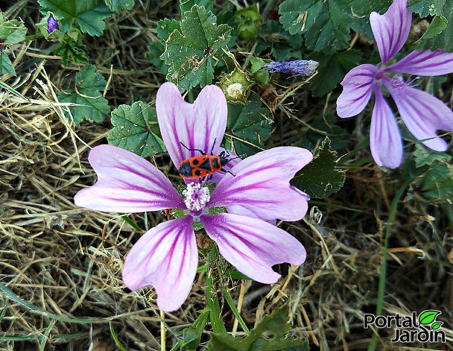 Propiedades de la malva - Portal Jardín