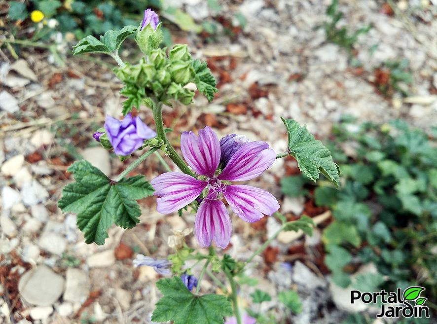 Propiedades de la malva - Portal Jardín