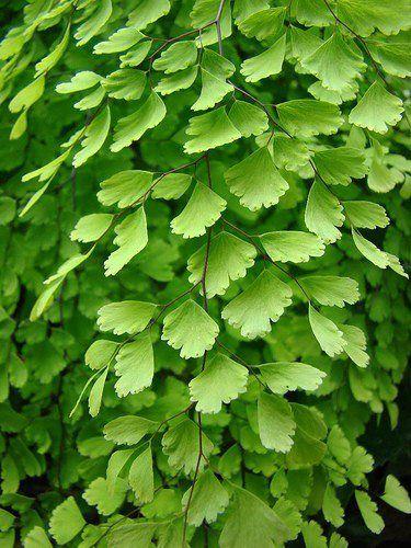 adiantum-raddianum