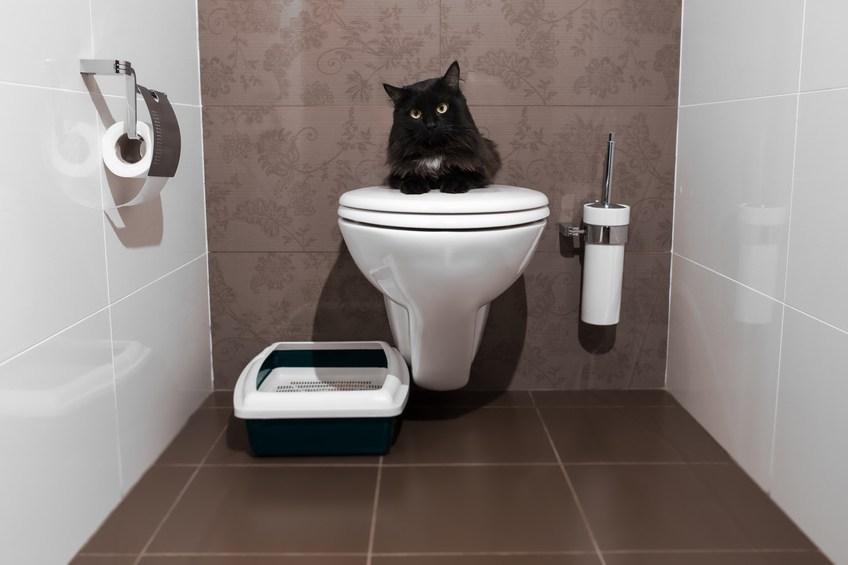 Gato usando el wc