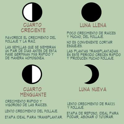 Las fases de la luna en el Huerto