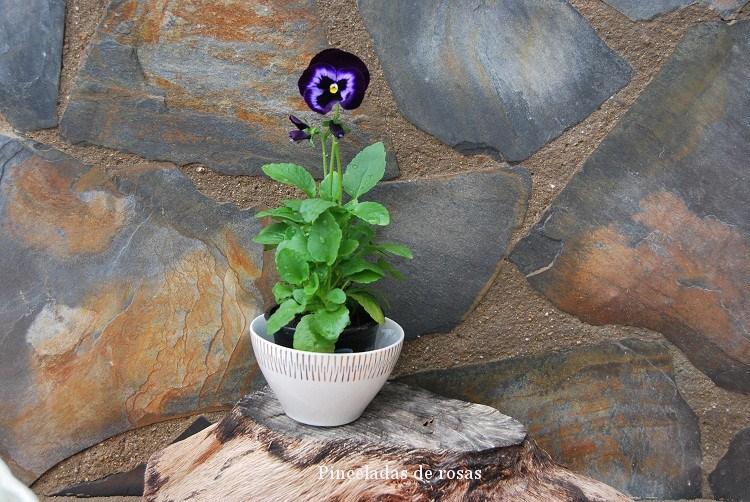 pensamiento-flor-malva-intenso-14