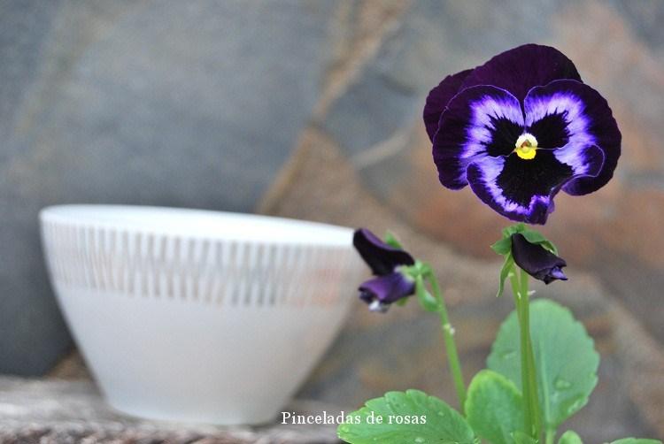 pensamiento-flor-malva-intenso-8