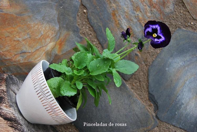 pensamiento-flor-malva-intenso-17