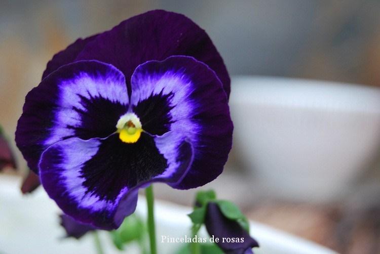 pensamiento-flor-malva-intenso-3