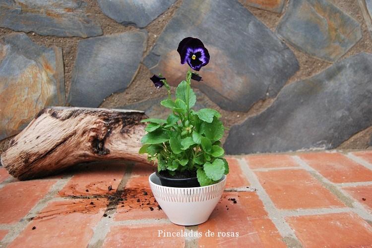 pensamiento-flor-malva-intenso-13