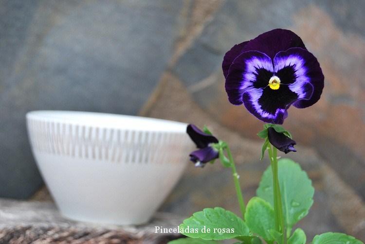 pensamiento-flor-malva-intenso-7