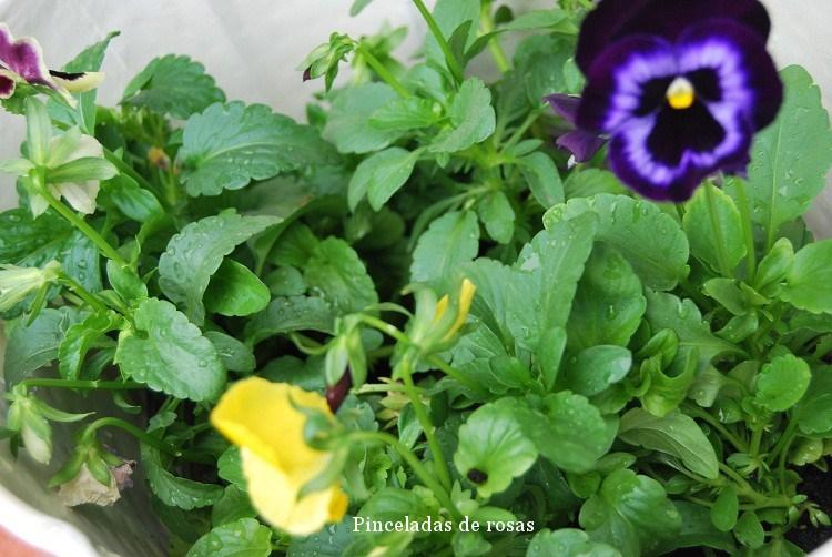 pensamiento-flor-malva-intenso-18