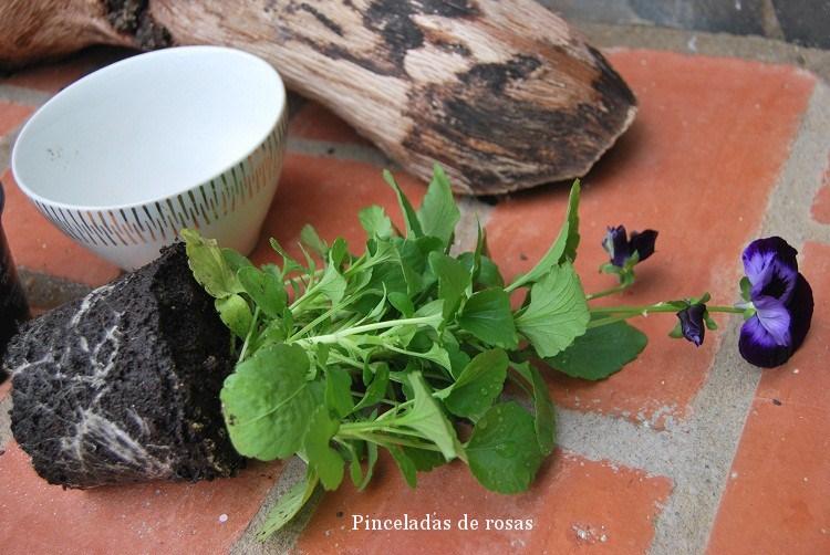 pensamiento-flor-malva-intenso-10