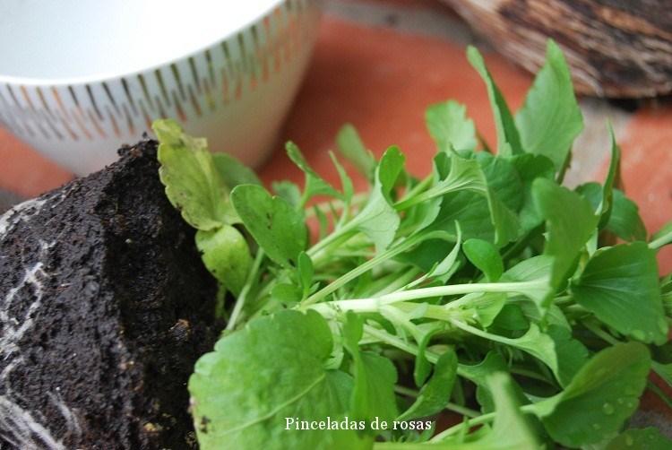 pensamiento-flor-malva-intenso-9