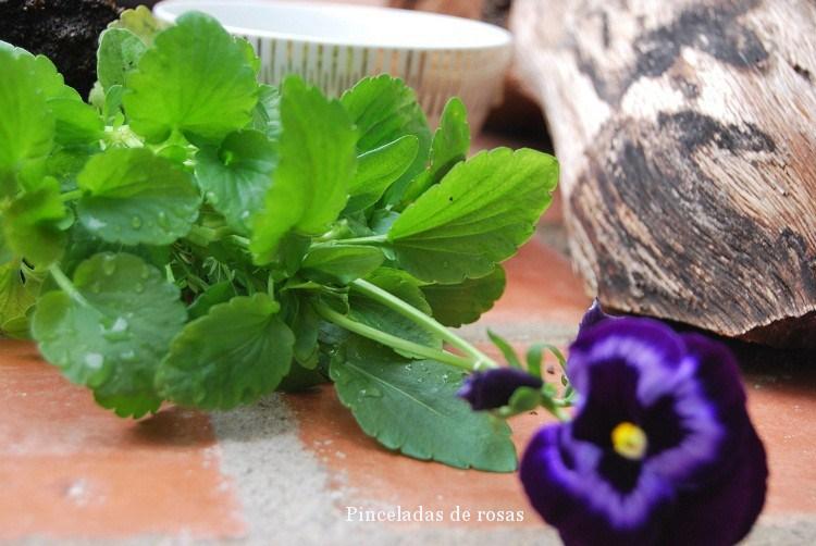 pensamiento-flor-malva-intenso-11