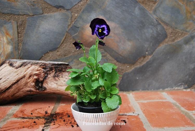 pensamiento-flor-malva-intenso-12