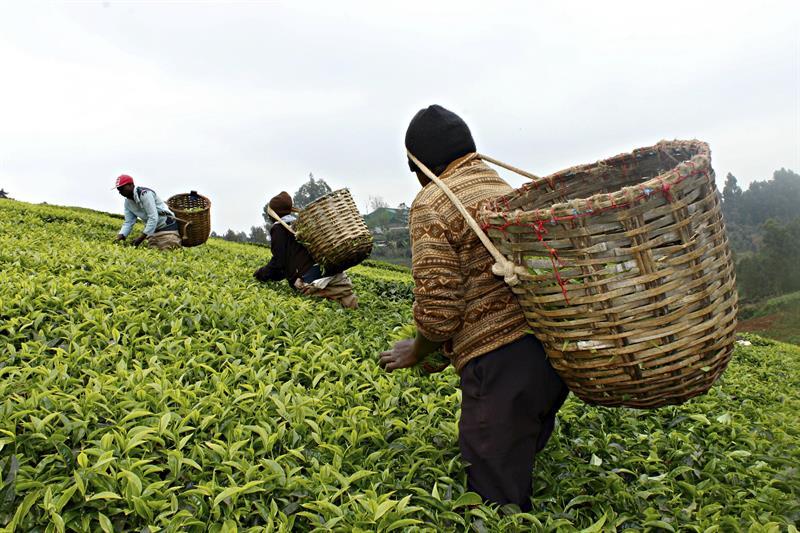 Recogedores de té en Muranga (Kenia)