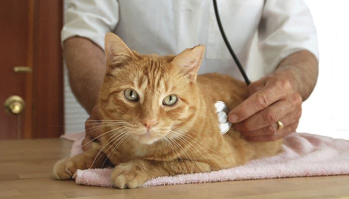 qué tipo de respiración tienen los gatos