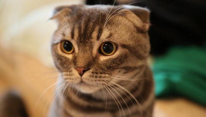 respiración en gatos