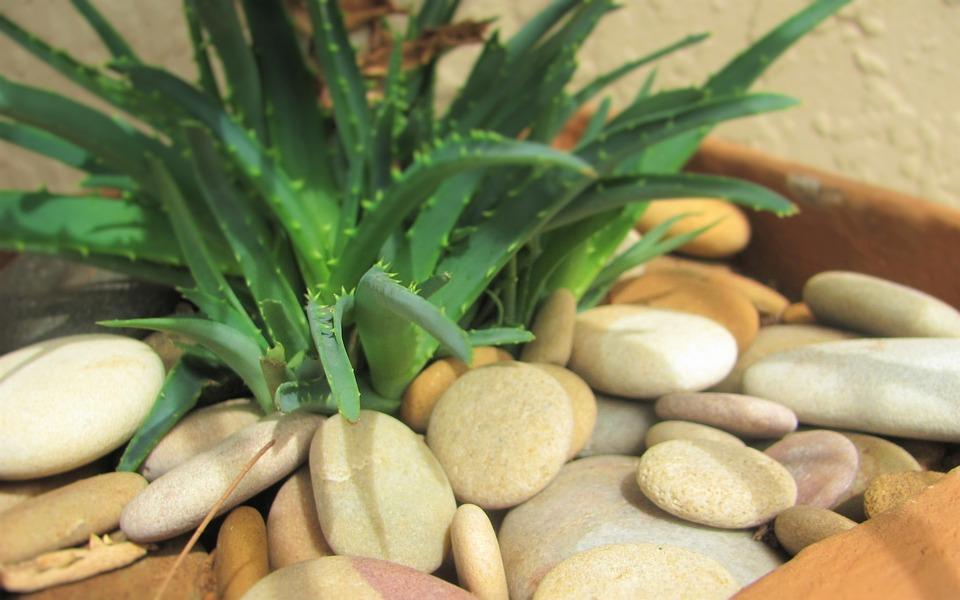 Aloe Vera: una planta que nos ofrece un tesoro nutricional