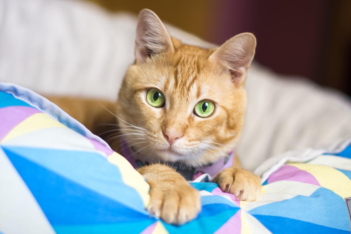 menudoanimal_9-compressor