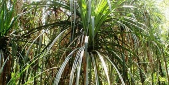 planta donde hay diamantes