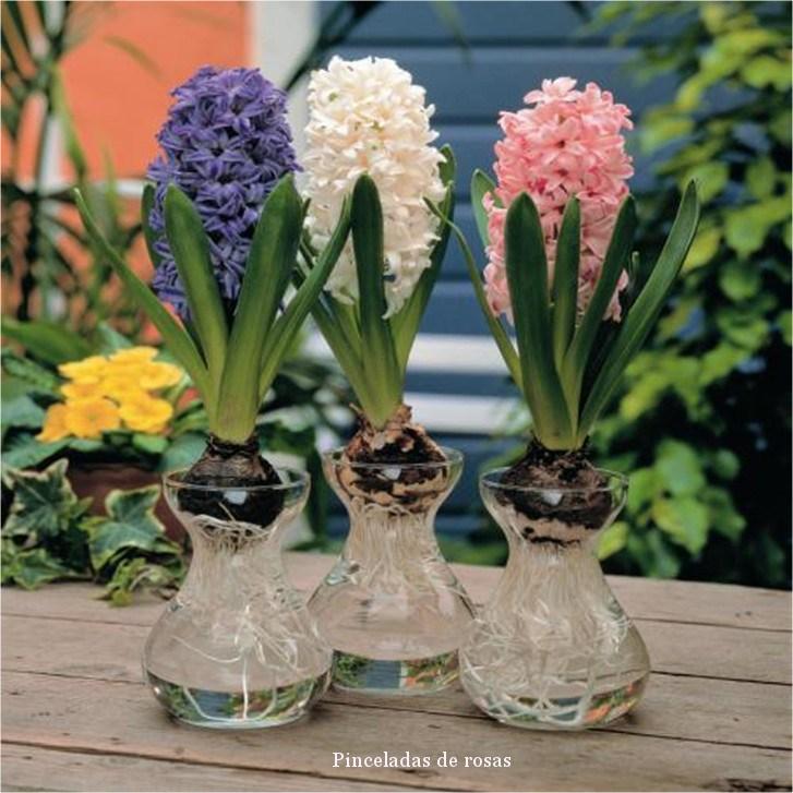 plant-seeds-garden-diy-font-b-hyacinth-b-font-garden-supplies-font-b-flower-b-font