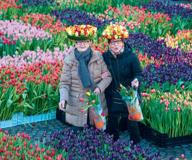 Consejos para sembrar tulipanes | Plantas