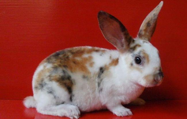 conejo-rex-3