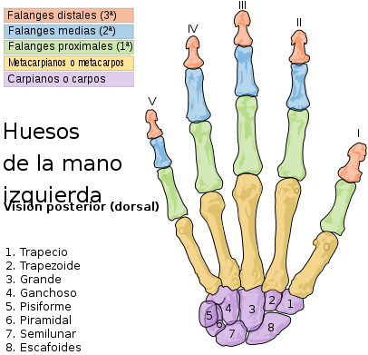 Huesos de la Mano Izquierda