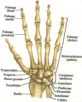 Huesos de la Mano y Muñeca