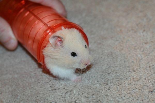 juguetes-para-hamsters-7