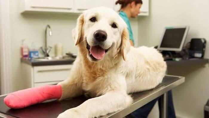 Por qué son importantes los seguros para perros