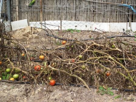 tomates de invierno