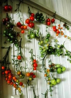 tomates-verdes-colgados-de-ranys_pixabay_web