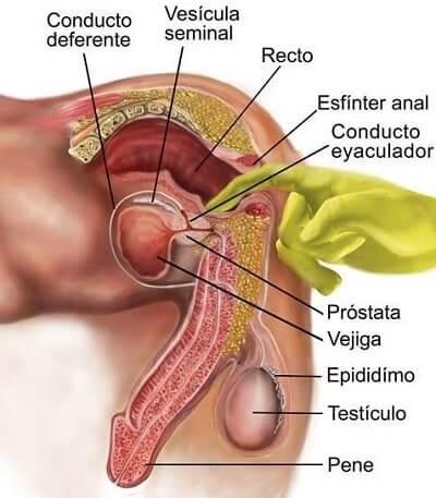 donde se encuentra el punto g del hombre