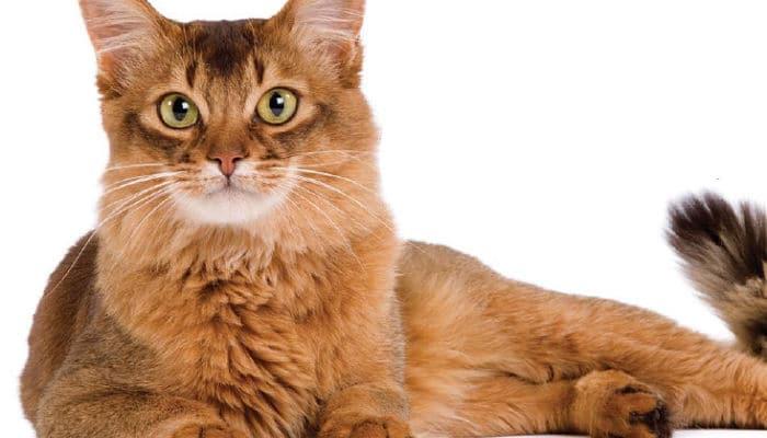 gato somali raza cariñosa