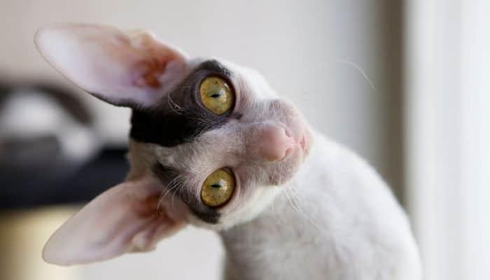 gato cornish rex una raza cariñosa
