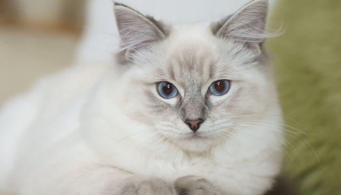 el ragdoll un gato cariñoso