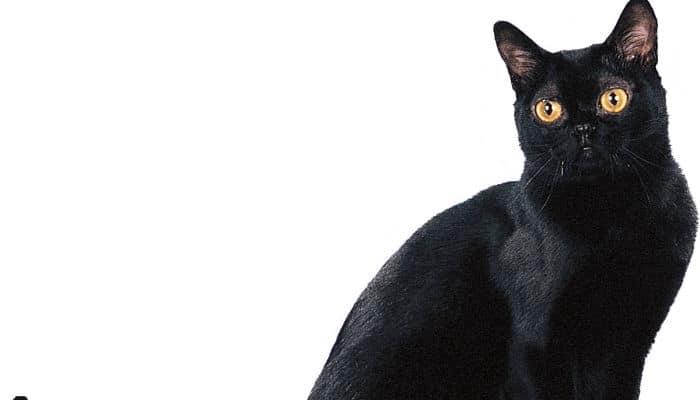 gato habana una raza cariñosa