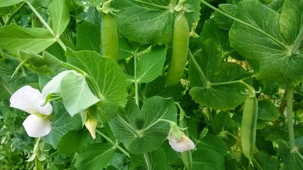 como cultivar guisantes