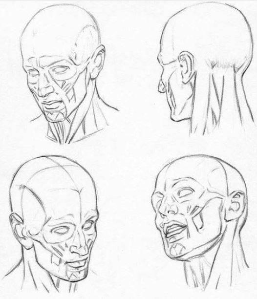 anatomia-de-la-cabeza-3