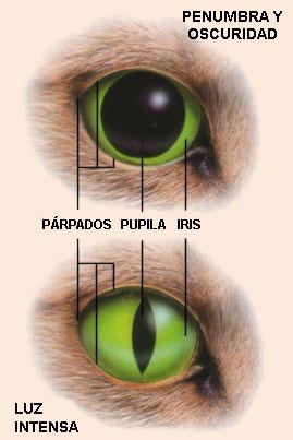ojos-de-gato