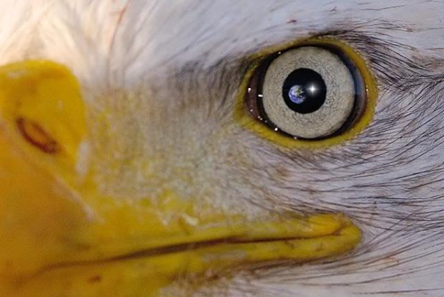 dibujar ojo de águila