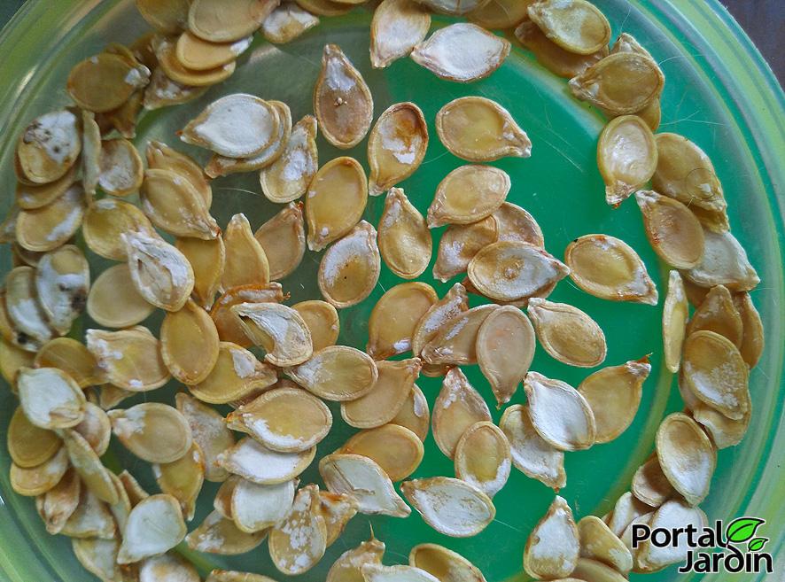 Extracción y guardado de semillas. Portal Jardín.