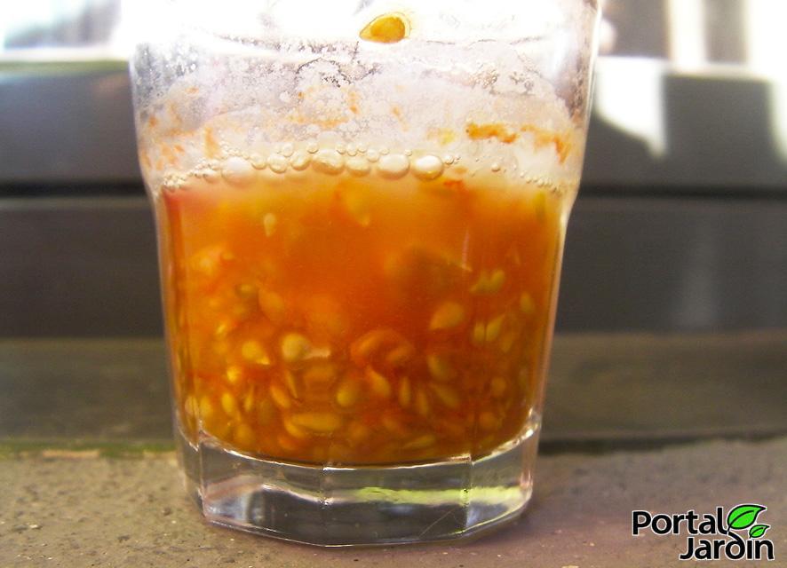 Extracción y guardado de semillas