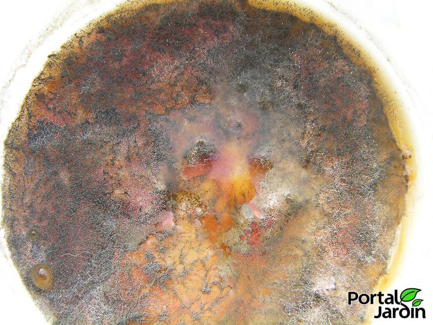 Extracción y guardado de semillas. Portal Jardín.