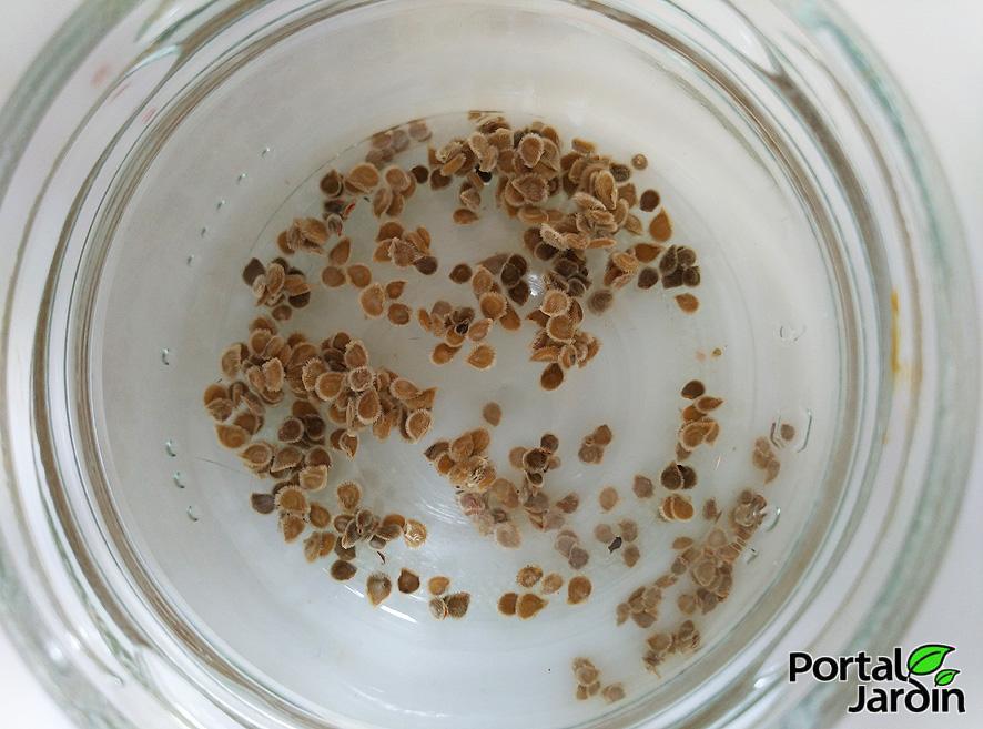 Extracción y guardado de semillas. Portal Jardín.