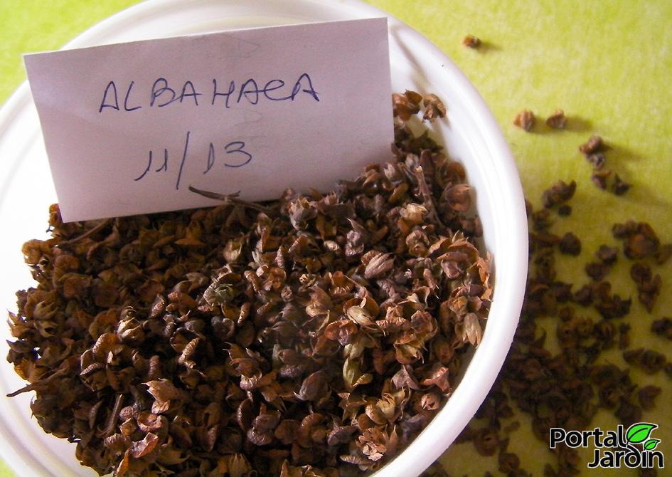 Extracción y guardado de semillas. Portal Jardín.