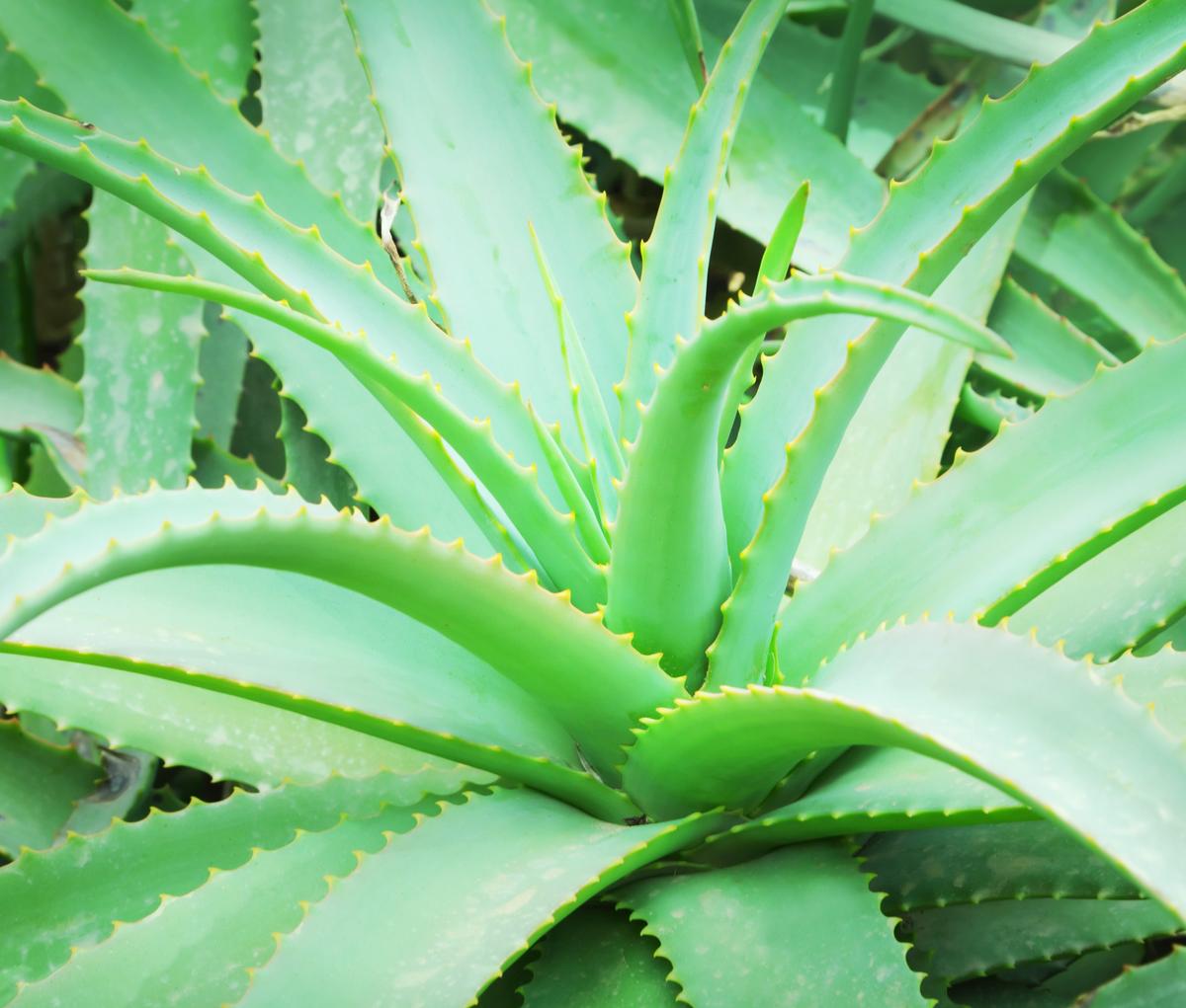 Aloe Vera Planta beneficiosa para adelgazar