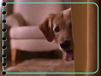 como saber donde esta mi perro si lo he perdido