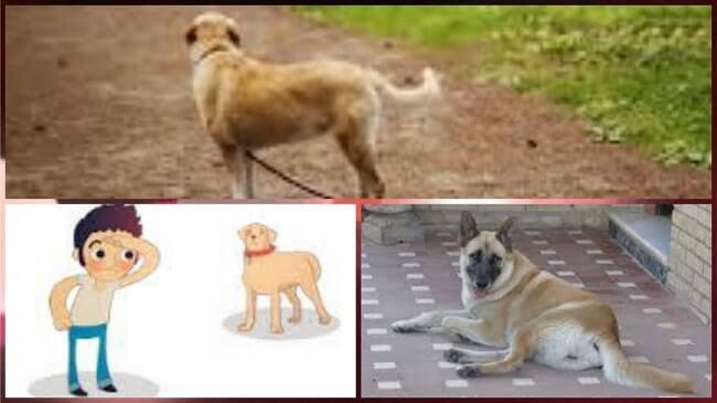 buscar a mi perro perdido